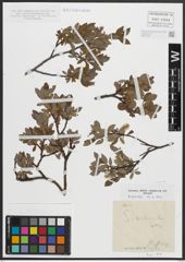 Foto von Salix arbuscula L.